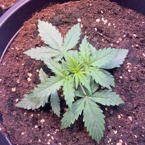Джесс  growlog timeline photo