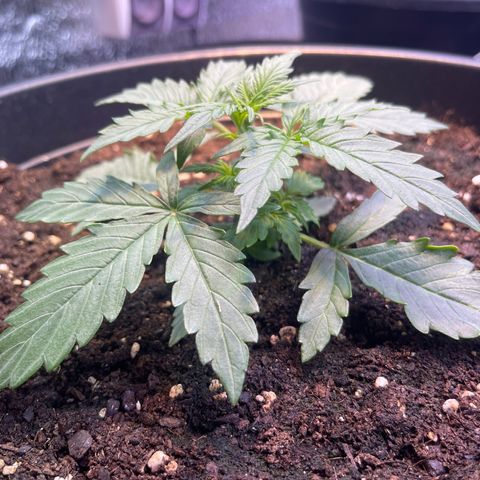 Джесс  growlog timeline photo