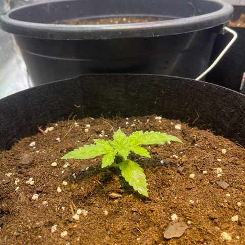 Tamara #2 growlog timeline photo