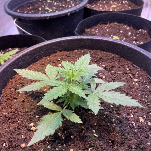 Джесс  growlog timeline photo