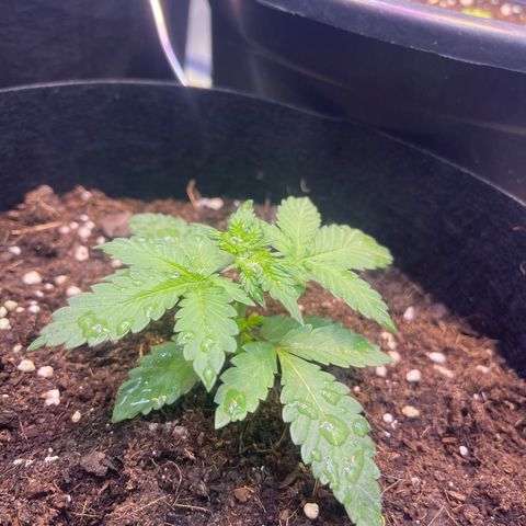 Tamara #2 growlog timeline photo