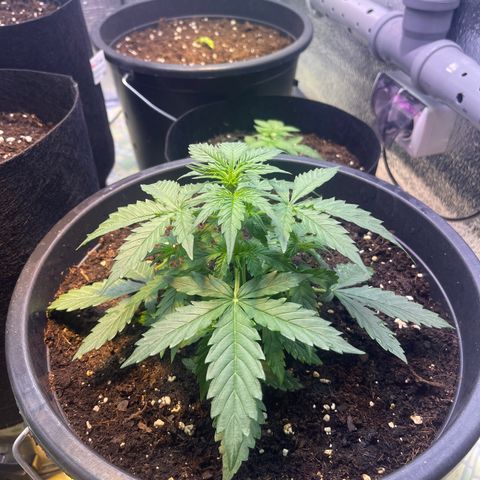 Джесс  growlog timeline photo