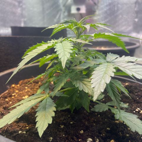 Джесс  growlog timeline photo