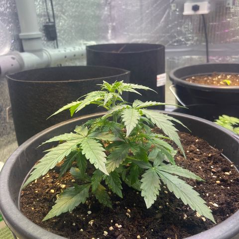 Джесс  growlog timeline photo