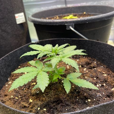Tamara #2 growlog timeline photo