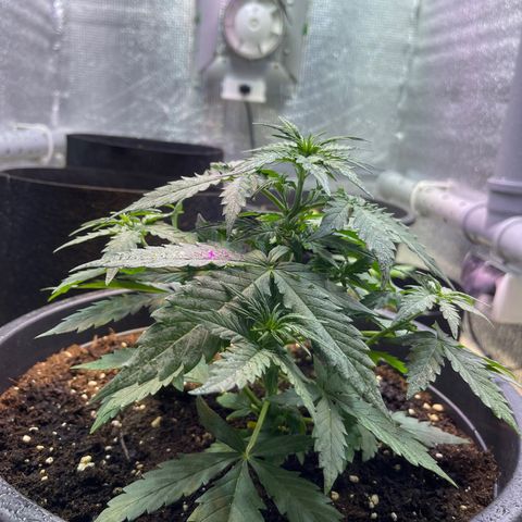 Джесс  growlog timeline photo