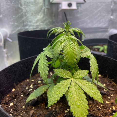 Tamara #2 growlog timeline photo