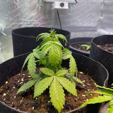 Tamara #2 growlog timeline photo