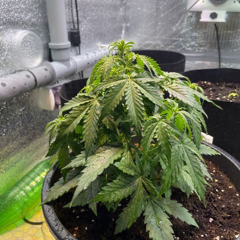 Джесс  growlog timeline photo