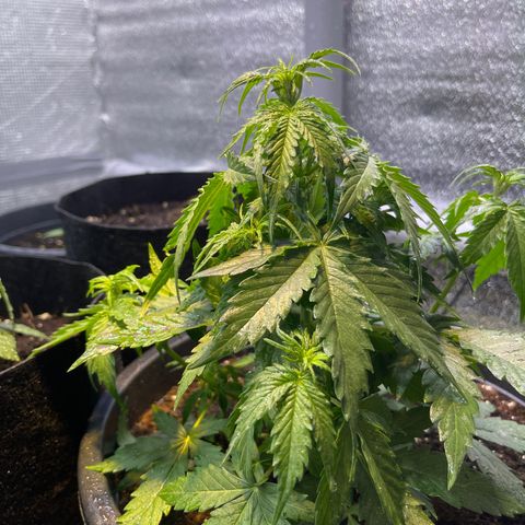 Джесс  growlog timeline photo