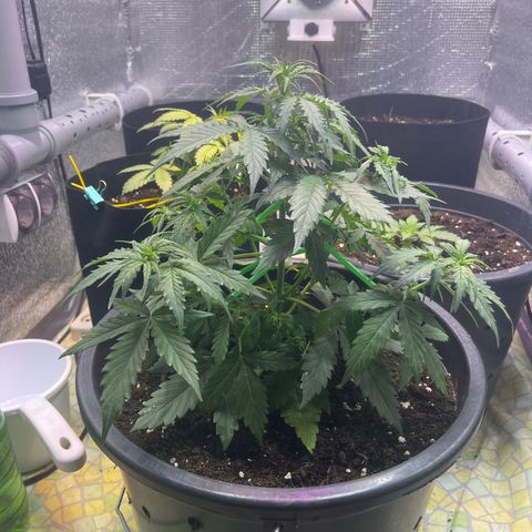 Джесс  growlog timeline photo