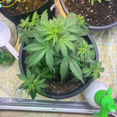 Джесс  growlog timeline photo