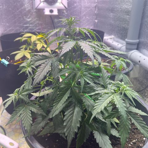 Джесс  growlog timeline photo