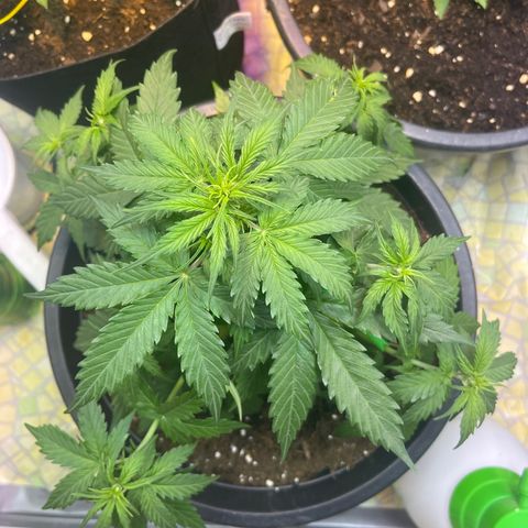 Джесс  growlog timeline photo
