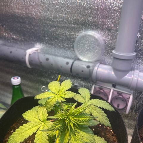 Tamara #2 growlog timeline photo