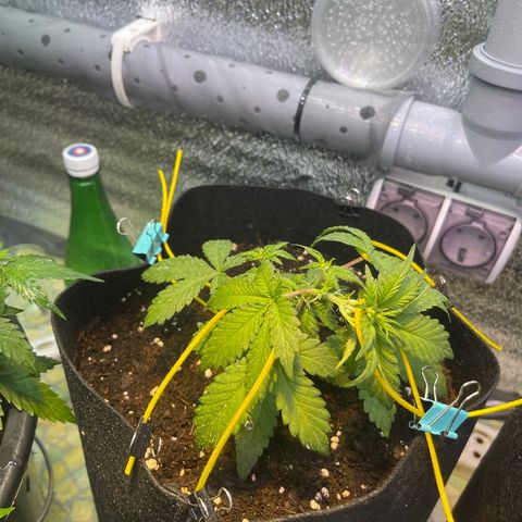 Tamara #2 growlog timeline photo