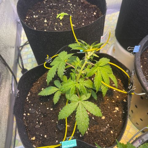 Tamara #2 growlog timeline photo