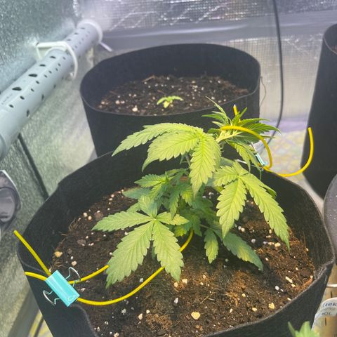 Tamara #2 growlog timeline photo