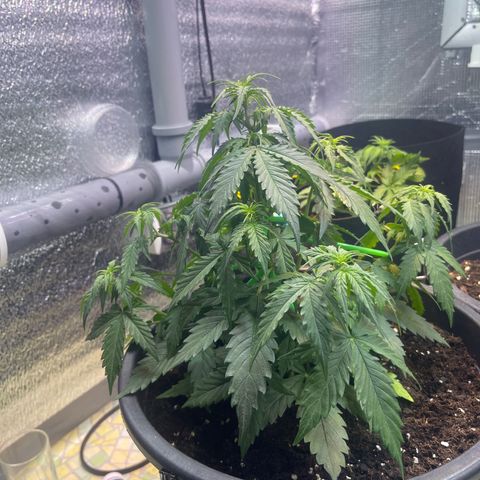 Джесс  growlog timeline photo