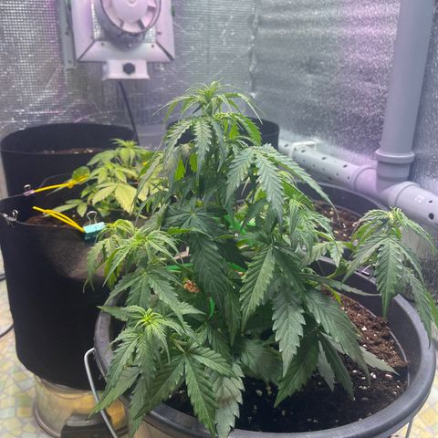 Джесс  growlog timeline photo