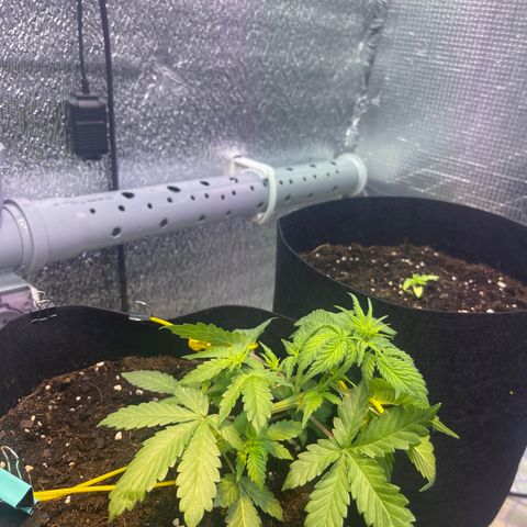 Tamara #2 growlog timeline photo