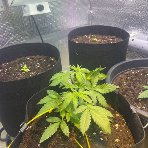 Tamara #2 growlog timeline photo