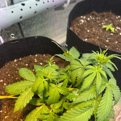 Tamara #2 growlog timeline photo