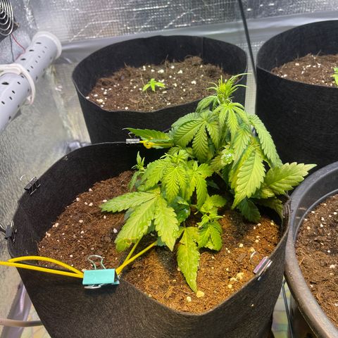 Tamara #2 growlog timeline photo