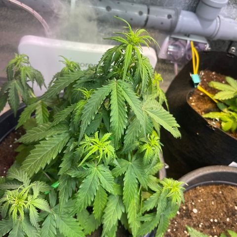 Джесс  growlog timeline photo