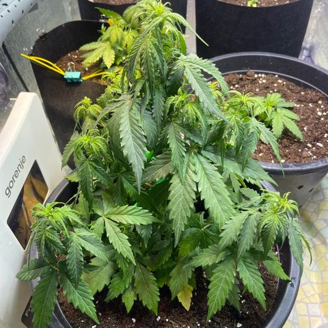 Джесс  growlog timeline photo