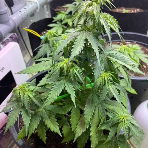 Джесс  growlog timeline photo