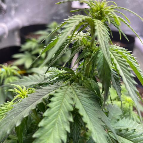 Джесс  growlog timeline photo
