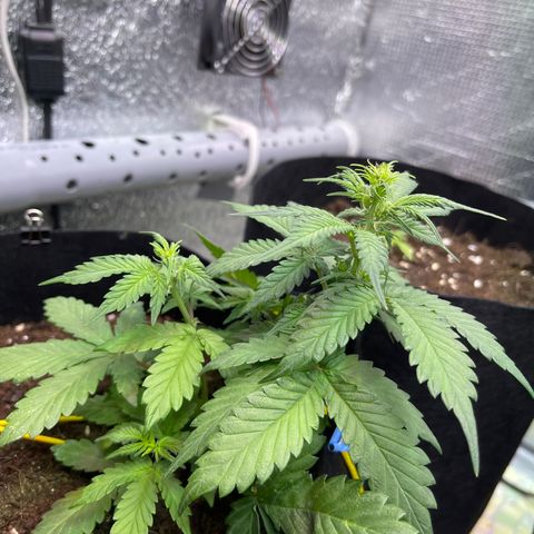 Tamara #2 growlog timeline photo