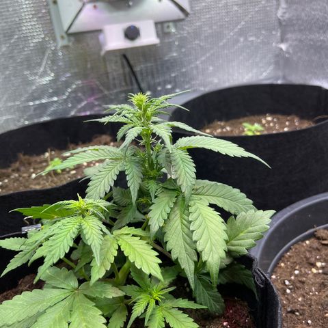Tamara #2 growlog timeline photo