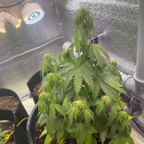 Джесс  growlog timeline photo