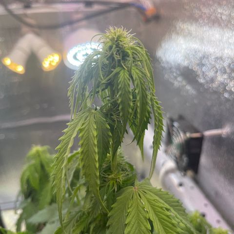Джесс  growlog timeline photo