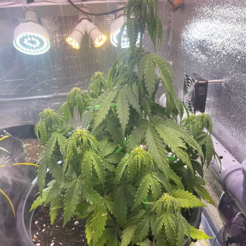 Джесс  growlog timeline photo