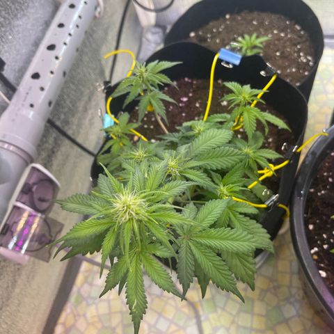 Tamara #2 growlog timeline photo