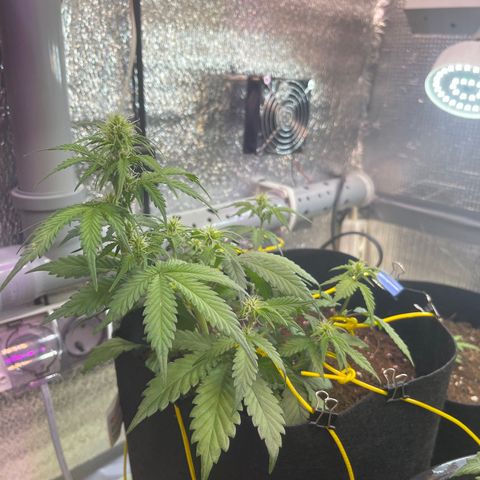 Tamara #2 growlog timeline photo