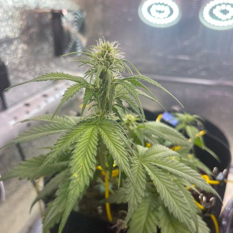 Tamara #2 growlog timeline photo