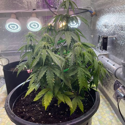 Джесс  growlog timeline photo
