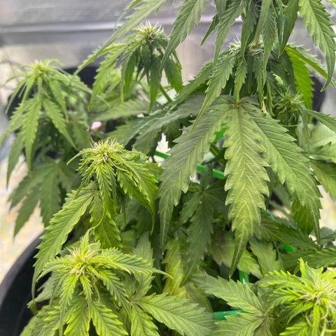 Джесс  growlog timeline photo