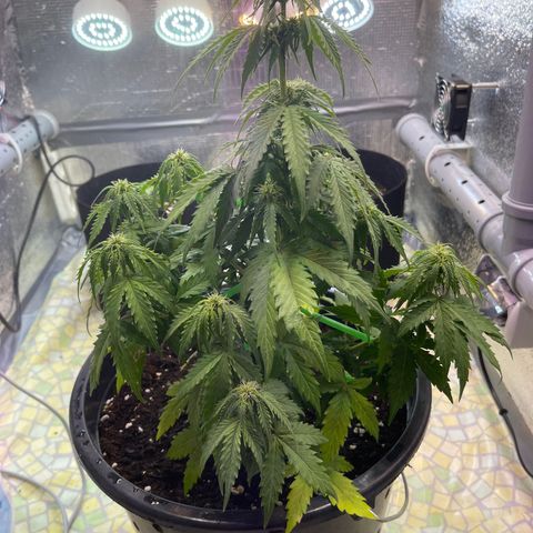 Джесс  growlog timeline photo
