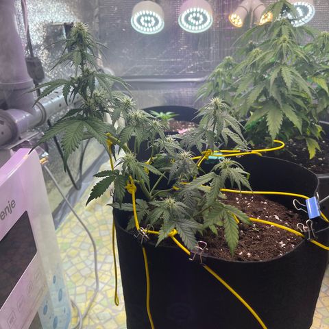 Tamara #2 growlog timeline photo