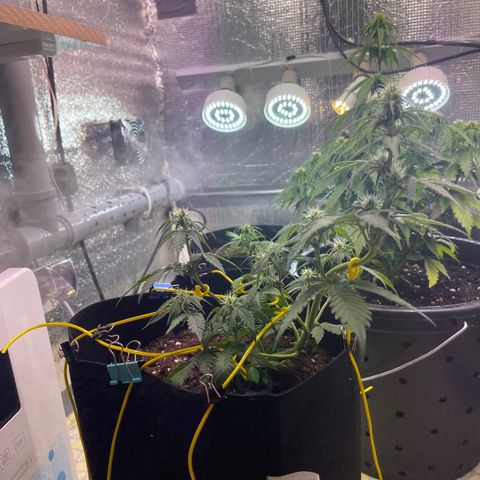 Tamara #2 growlog timeline photo