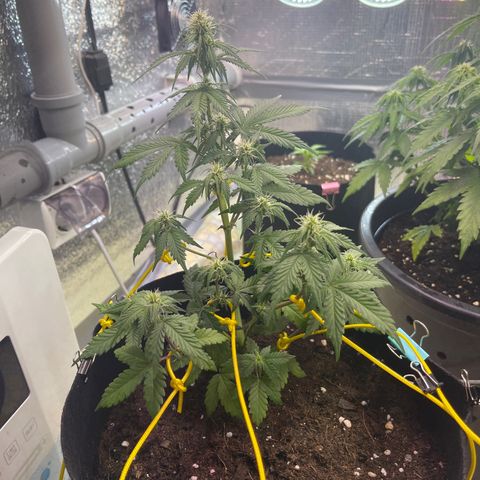 Tamara #2 growlog timeline photo