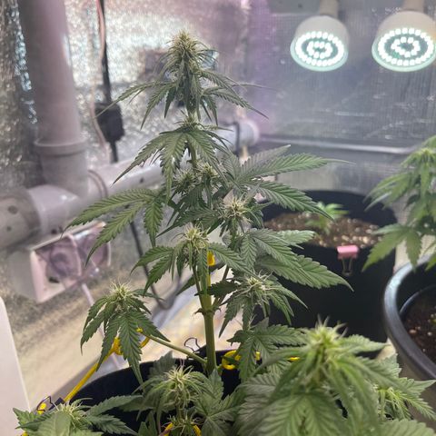 Tamara #2 growlog timeline photo