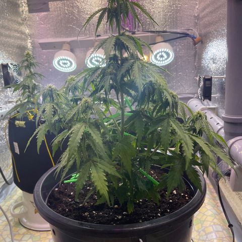 Джесс  growlog timeline photo