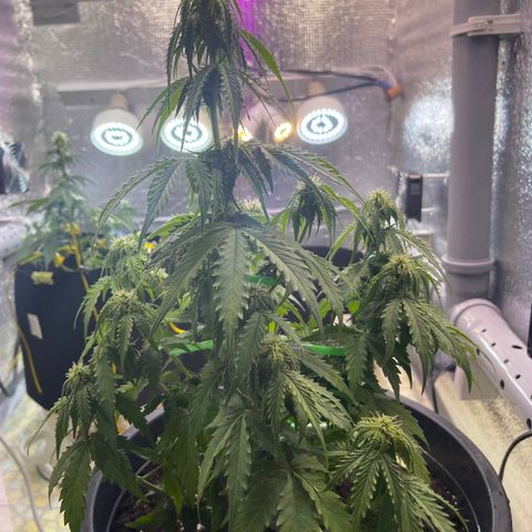 Джесс  growlog timeline photo