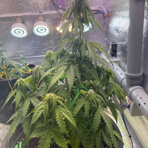 Джесс  growlog timeline photo